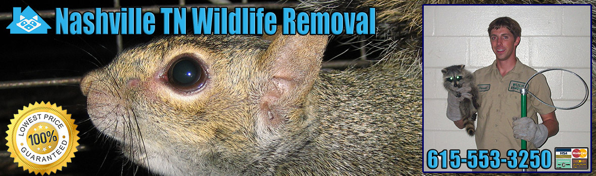 Nashville Wildlife and Animal Removal